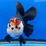 Thai Oranda Tircolor 4.5"inch Body Female (Tex-354) R1A8