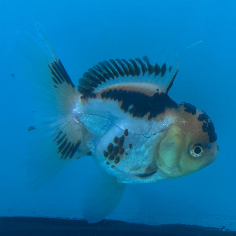 Thai Tri-Color Oranda 3'' Body Male (CK-039) R3A12