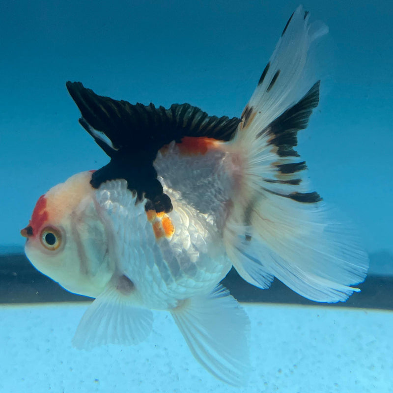 Thai Tri-Color Oranda 2.5'' Body Male (CK-061) R3A07