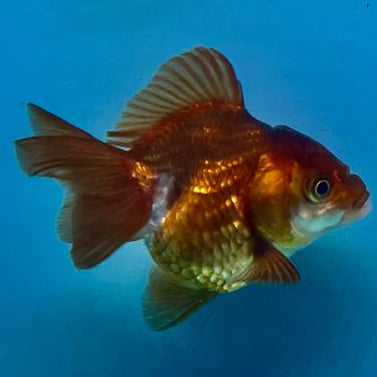 Thai Oranda Full Black 2.5" Female (CK-105)R3B13