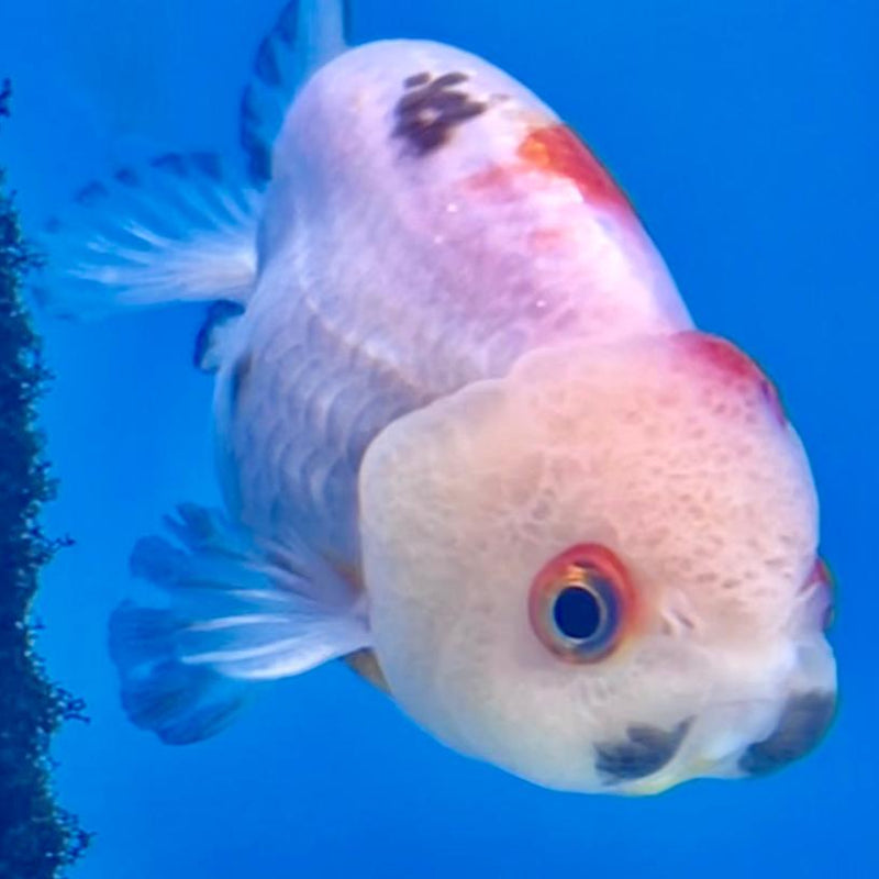 Thai Ranchu Dragon Head 2.5" Body Female (CK-289)R3B01