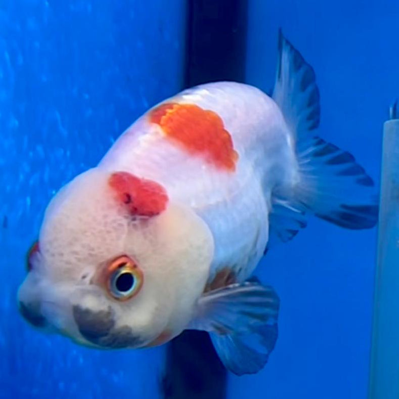 Thai Ranchu Dragon Head 2.5" Body Female (CK-289)R3B01