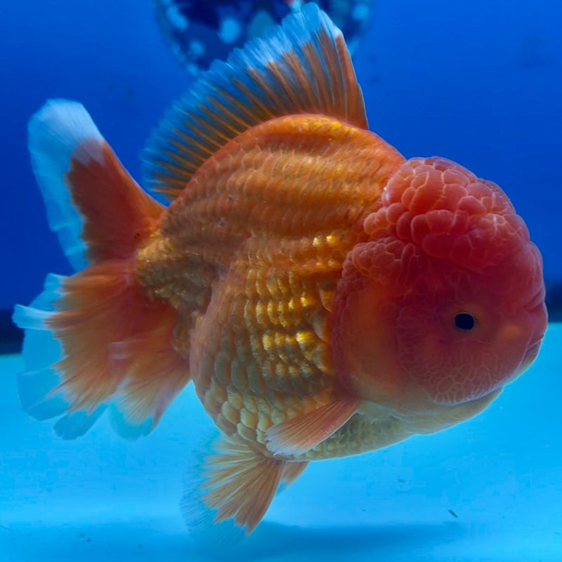 Thai Jumbo Red Yuanbao 4.50 inch Body (CRP-JO1092)BLUETUB2