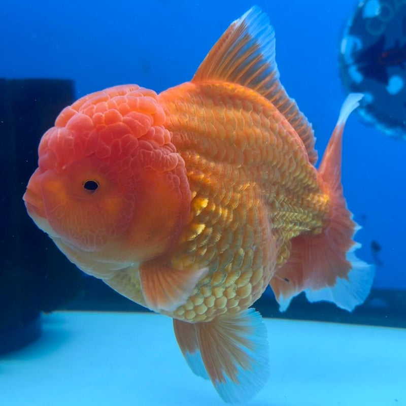 Thai Jumbo Red Yuanbao 4.50 inch Body (CRP-JO1092)BLUETUB2