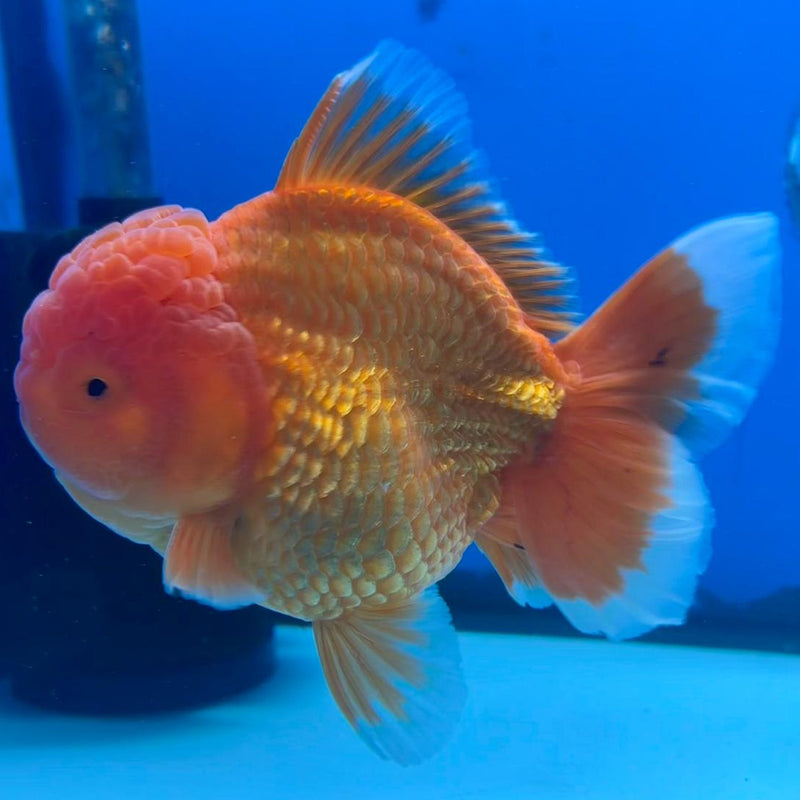 Thai Jumbo Red Yuanbao 4.50 inch Body (CRP-JO1092)BLUETUB2