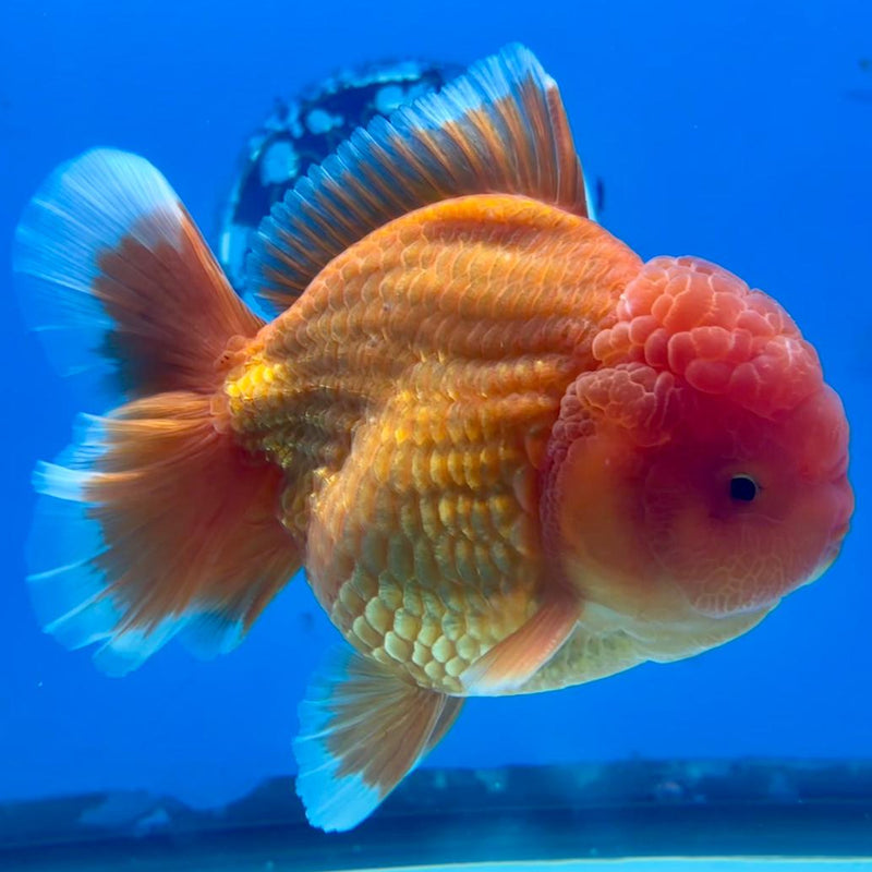 Thai Jumbo Red Yuanbao 4.50 inch Body (CRP-JO1092)BLUETUB2