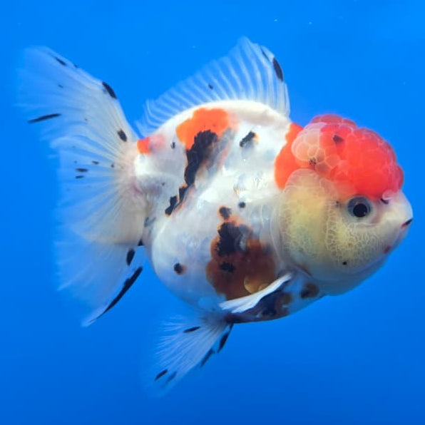 Thai Tri Color Tiger Orchid Tail Oranda 4" Body Female (QGF-JO1092)SHOWTANK