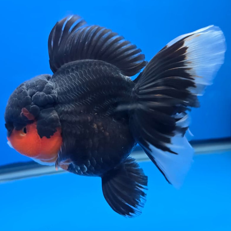 Thai Apache Orchid Tail Oranda 4" Body Female (QGF-JO1091)SHOWTANK