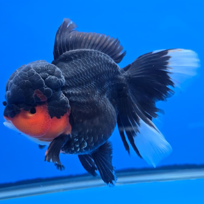 Thai Apache Orchid Tail Oranda 4" Body Female (QGF-JO1091)SHOWTANK