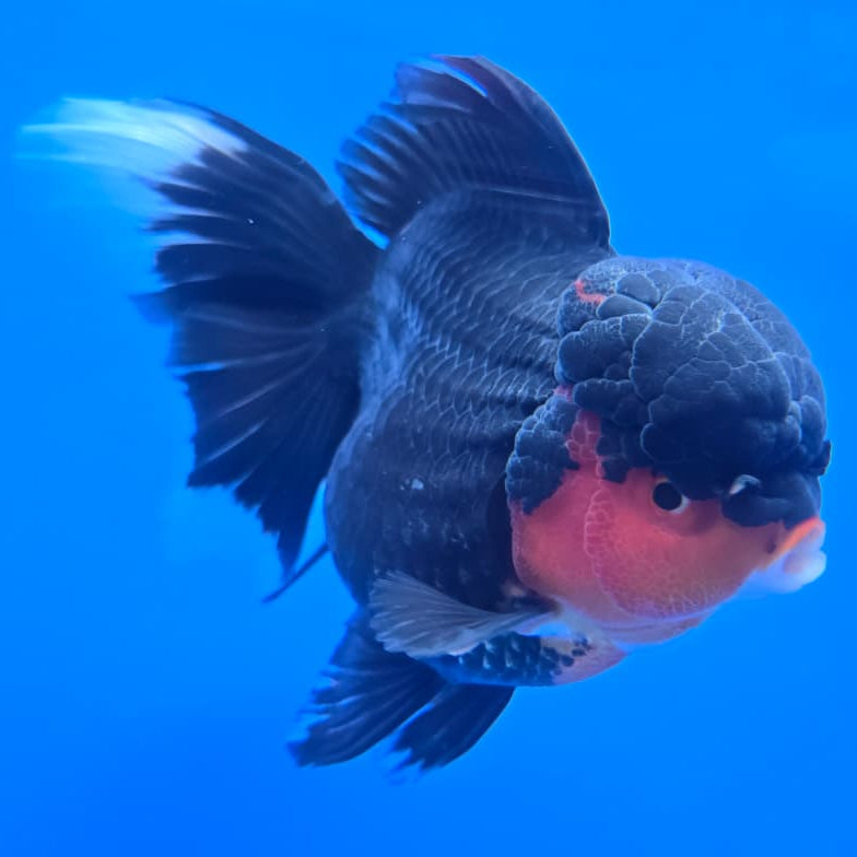 Thai Apache Orchid Tail Oranda 4" Body Female (QGF-JO1091)SHOWTANK