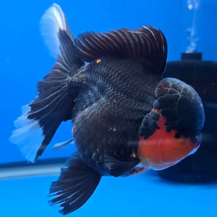 Thai Apache Orchid Tail Oranda 4" Body Female (QGF-JO1091)SHOWTANK