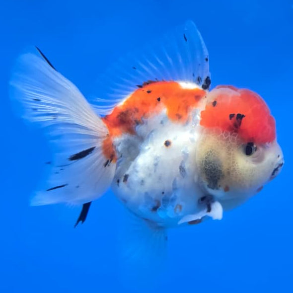 Thai Tri Color Tiger Orchid Tail Oranda 4" Body Male (QGF-JO1085)SHOWTANK