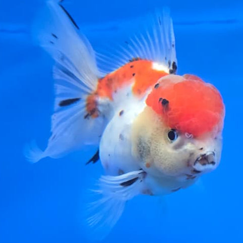 Thai Tri Color Tiger Orchid Tail Oranda 4" Body Male (QGF-JO1085)SHOWTANK
