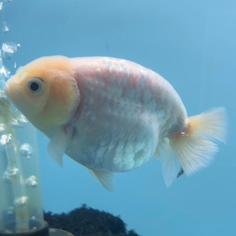 Thai Ranchu Calico 3.5" Body Female (CK-431)R3A06