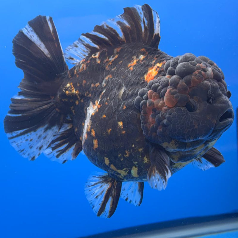 Thai Jumbo Red Tiger Calico Yuanbao Oranda by NK THAILAND 5" Body Female (NKT-JO2020)R1Tub1