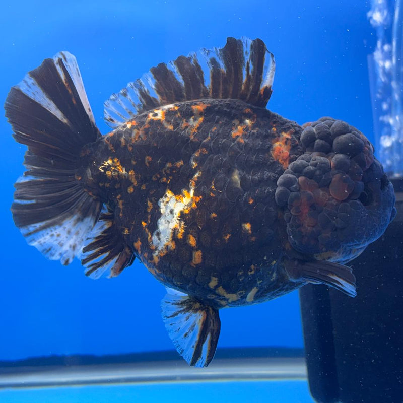 Thai Jumbo Red Tiger Calico Yuanbao Oranda by NK THAILAND 5" Body Female (NKT-JO2020)R1Tub1