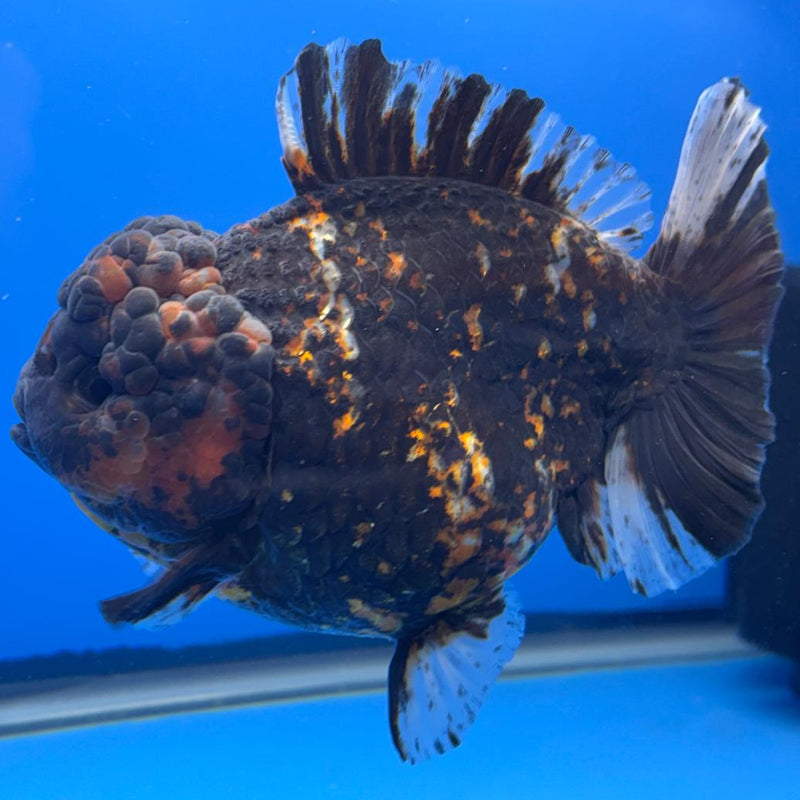 Thai Jumbo Red Tiger Calico Yuanbao Oranda by NK THAILAND 5" Body Female (NKT-JO2020)R1Tub1