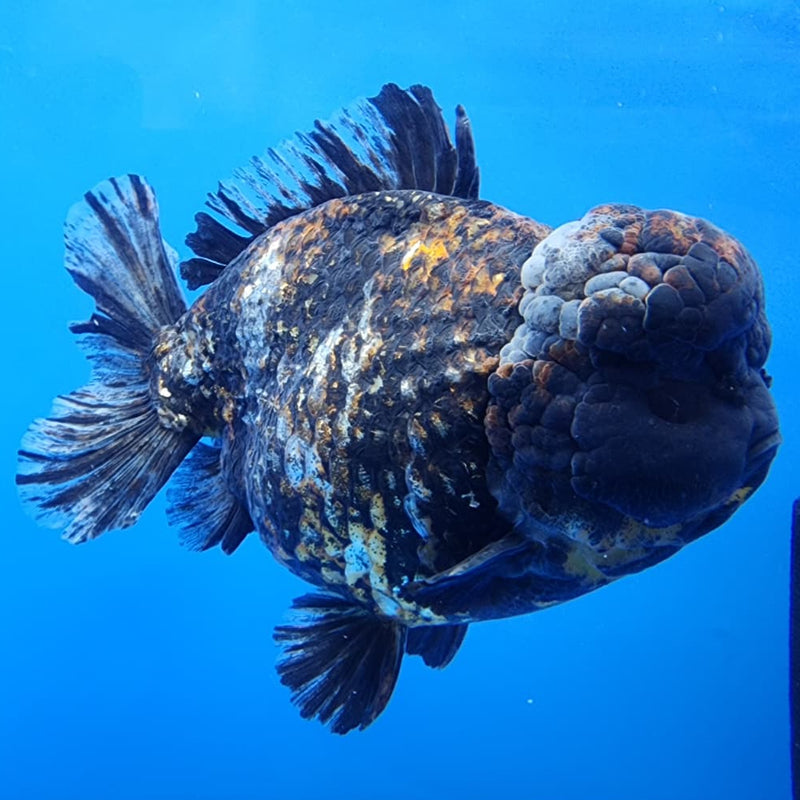 Thai Jumbo Red Tiger Calico Yuanbao Oranda by NK THAILAND 5" Body Male (NKT-JO2010)R1Tub1