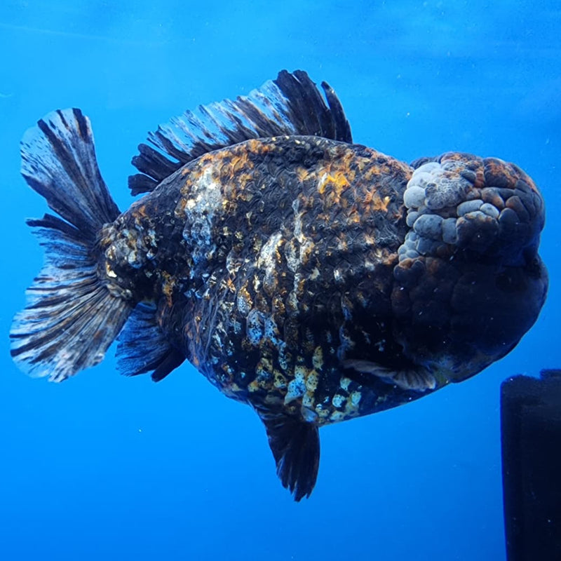 Thai Jumbo Red Tiger Calico Yuanbao Oranda by NK THAILAND 5" Body Male (NKT-JO2010)R1Tub1
