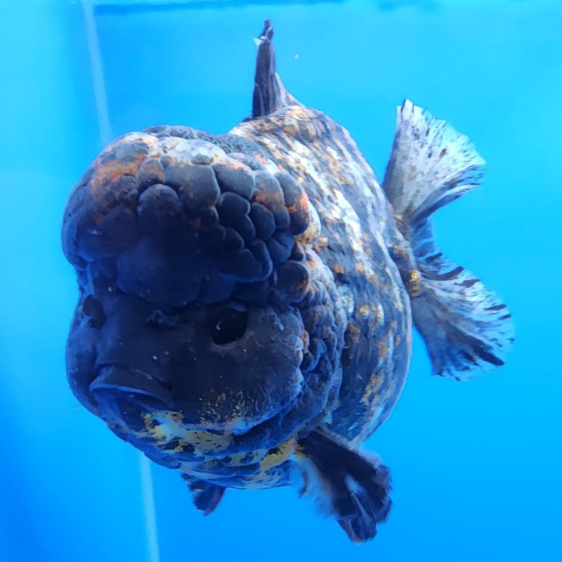 Thai Jumbo Red Tiger Calico Yuanbao Oranda by NK THAILAND 5" Body Male (NKT-JO2010)R1Tub1