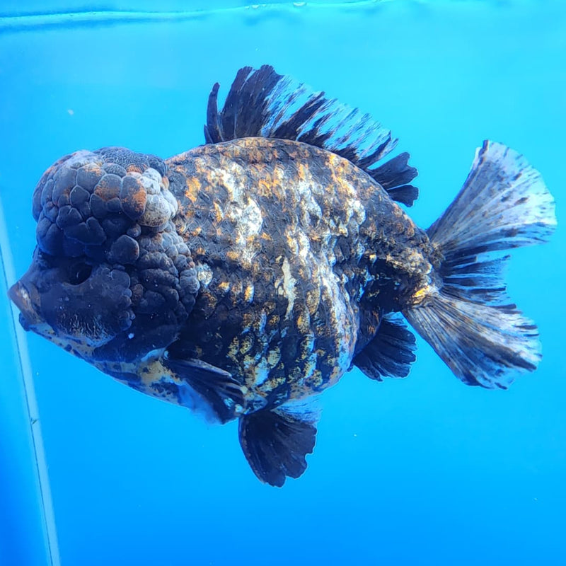 Thai Jumbo Red Tiger Calico Yuanbao Oranda by NK THAILAND 5" Body Male (NKT-JO2010)R1Tub1