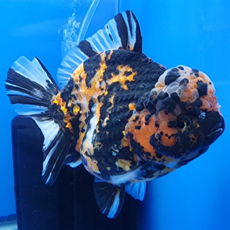 Thai Jumbo Red Tiger Calico Yuanbao Oranda by NK THAILAND 5" Body Female (NKT-JO2011)R1Tub1