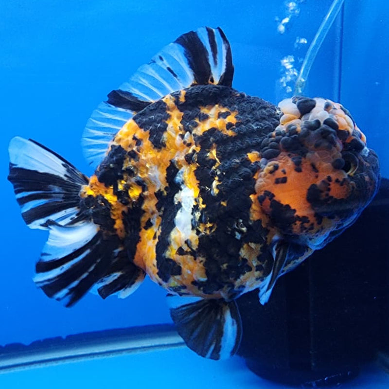 Thai Jumbo Red Tiger Calico Yuanbao Oranda by NK THAILAND 5" Body Female (NKT-JO2011)R1Tub1