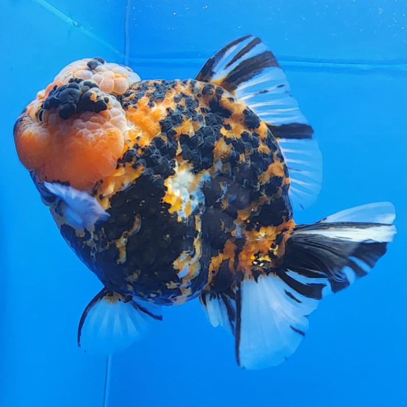 Thai Jumbo Red Tiger Calico Yuanbao Oranda by NK THAILAND 5" Body Female (NKT-JO2011)R1Tub1