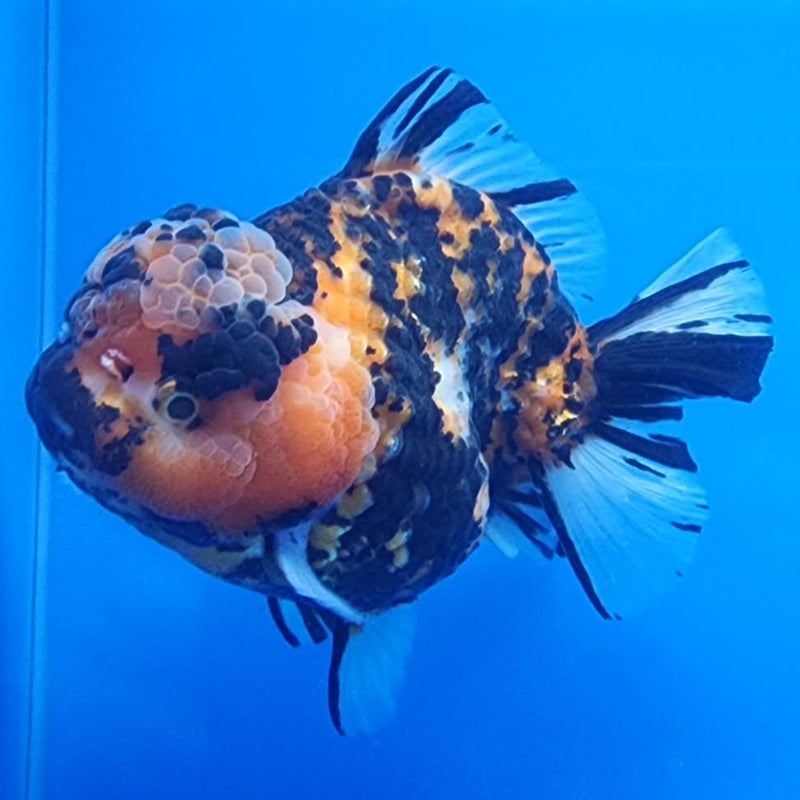 Thai Jumbo Red Tiger Calico Yuanbao Oranda by NK THAILAND 5" Body Female (NKT-JO2011)R1Tub1