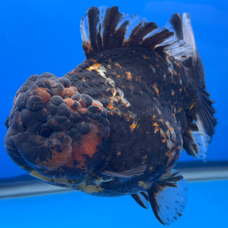 Thai Jumbo Red Tiger Calico Yuanbao Oranda by NK THAILAND 5" Body Female (NKT-JO2020)R1Tub1