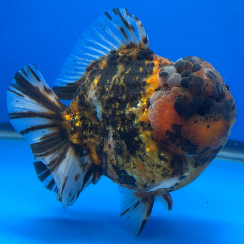 Thai Jumbo Red Tiger Calico Yuanbao Oranda by NK THAILAND 5" Body Male (NKT-JO2014)R1Tub1