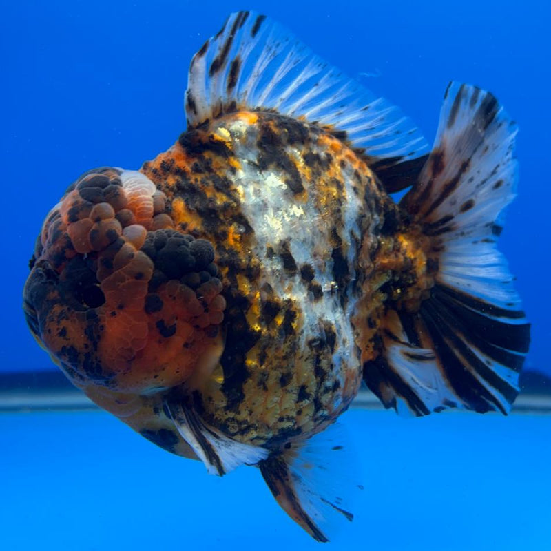 Thai Jumbo Red Tiger Calico Yuanbao Oranda by NK THAILAND 5" Body Male (NKT-JO2014)R1Tub1