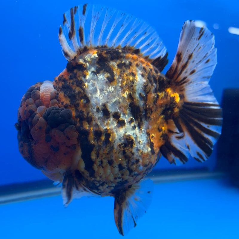 Thai Jumbo Red Tiger Calico Yuanbao Oranda by NK THAILAND 5" Body Male (NKT-JO2014)R1Tub1