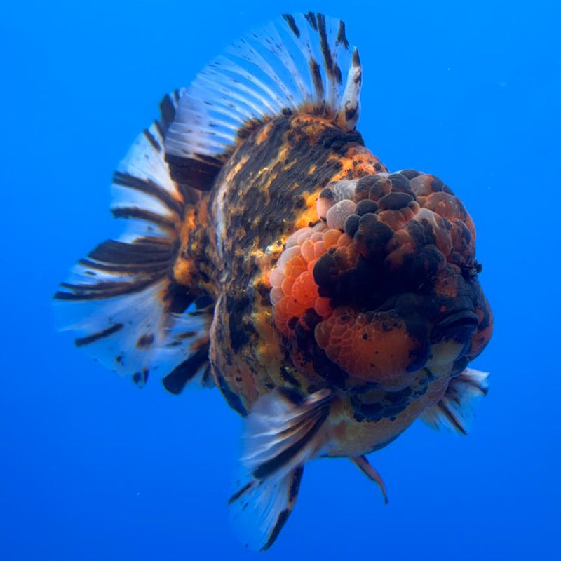 Thai Jumbo Red Tiger Calico Yuanbao Oranda by NK THAILAND 5" Body Male (NKT-JO2014)R1Tub1