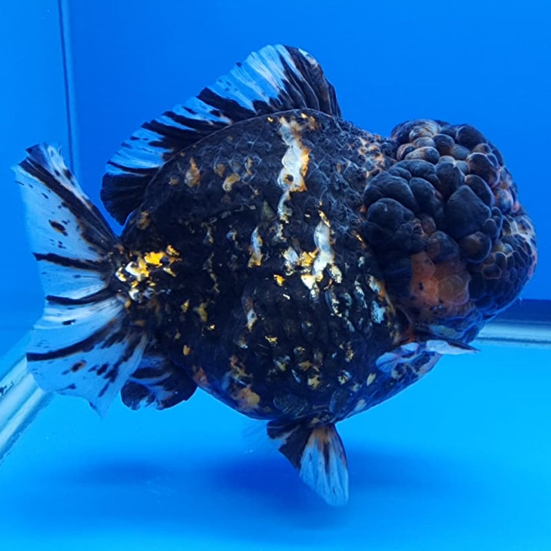 Thai Jumbo Red Tiger Calico Yuanbao Oranda by NK THAILAND 5" Body Female (NKT-JO2003)R1Tub1