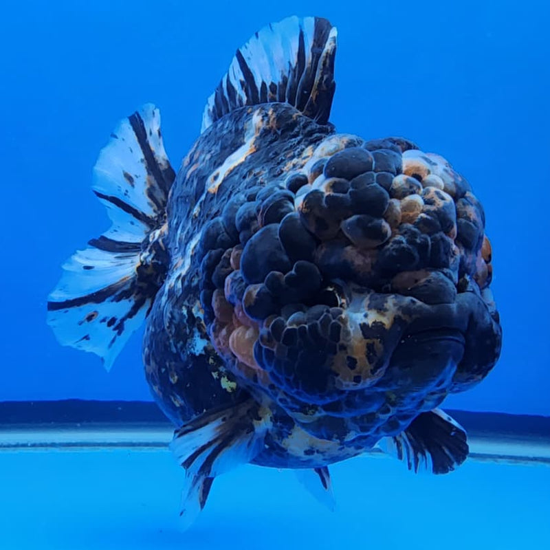 Thai Jumbo Red Tiger Calico Yuanbao Oranda by NK THAILAND 5" Body Female (NKT-JO2003)R1Tub1