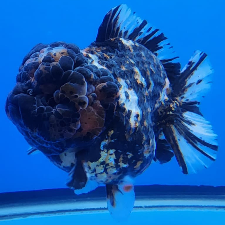 Thai Jumbo Red Tiger Calico Yuanbao Oranda by NK THAILAND 5" Body Female (NKT-JO2003)R1Tub1