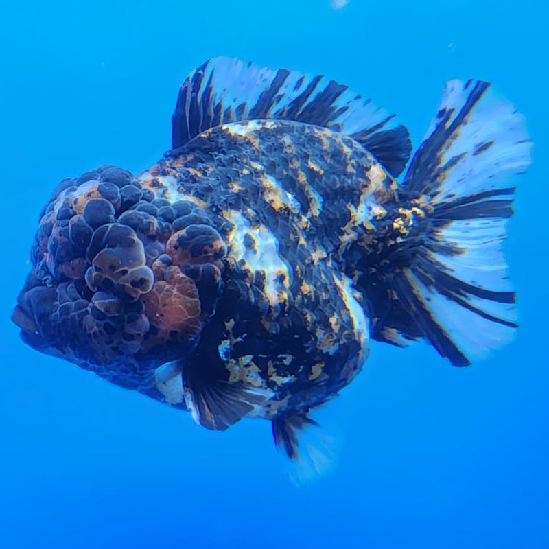 Thai Jumbo Red Tiger Calico Yuanbao Oranda by NK THAILAND 5" Body Female (NKT-JO2003)R1Tub1