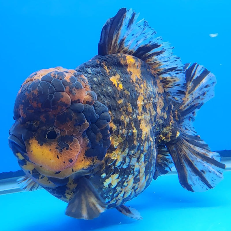 Thai Jumbo Red Tiger Calico Yuanbao Oranda by NK THAILAND 5.5" Body Male(NKT-JO2004)R1Tub1