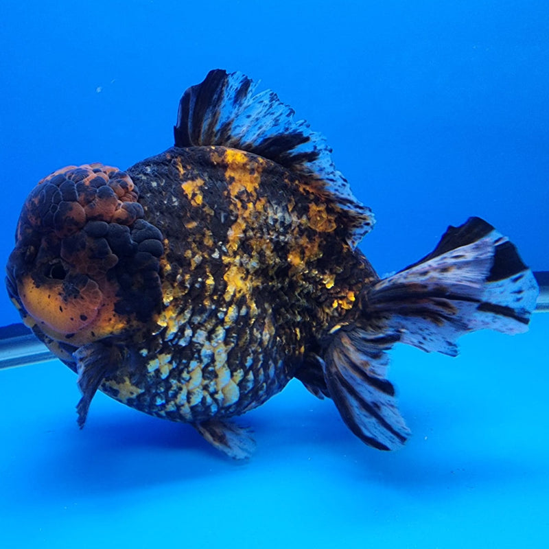 Thai Jumbo Red Tiger Calico Yuanbao Oranda by NK THAILAND 5.5" Body Male(NKT-JO2004)R1Tub1