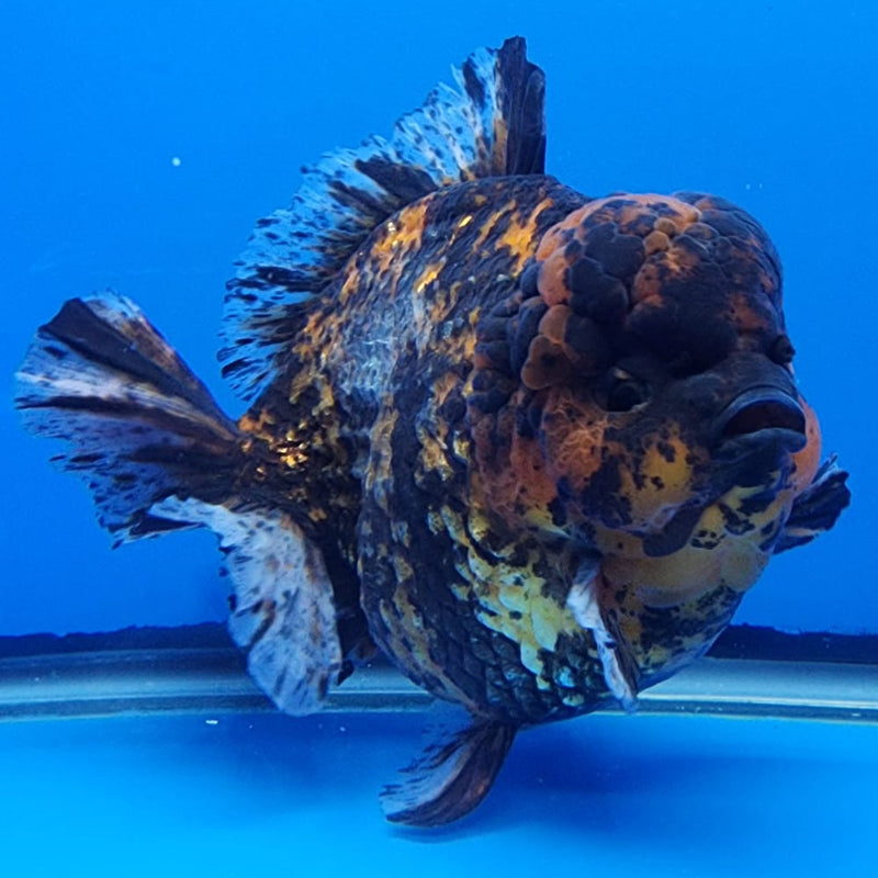 Thai Jumbo Red Tiger Calico Yuanbao Oranda by NK THAILAND 5.5" Body Male(NKT-JO2004)R1Tub1