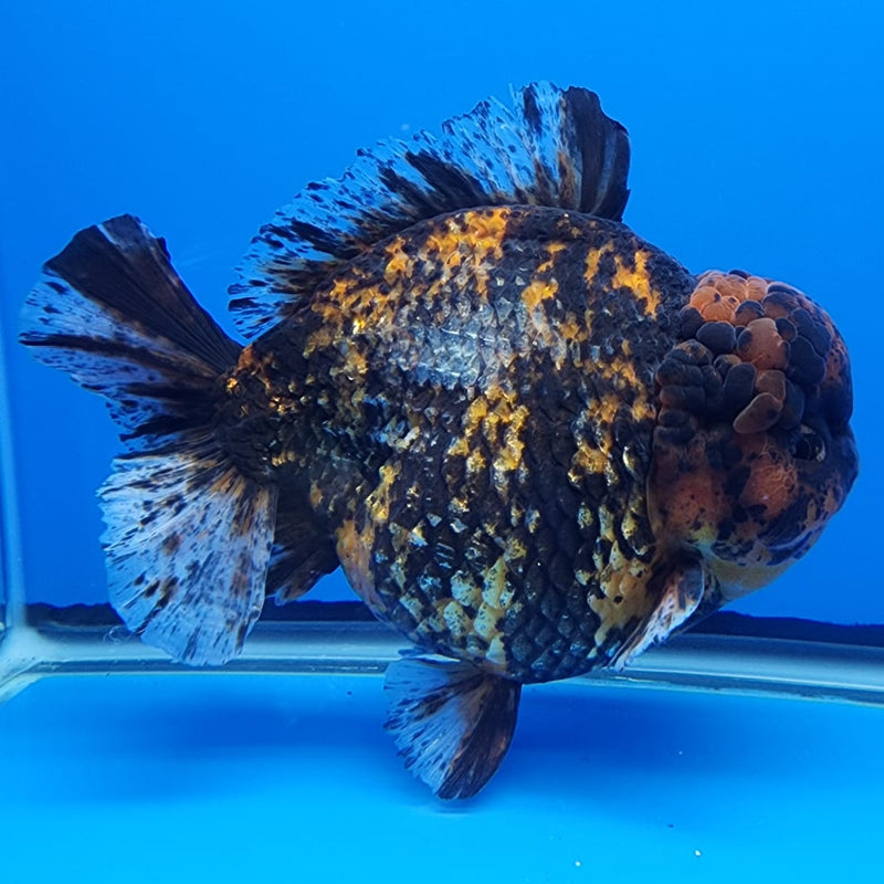 Thai Jumbo Red Tiger Calico Yuanbao Oranda by NK THAILAND 5.5" Body Male(NKT-JO2004)R1Tub1