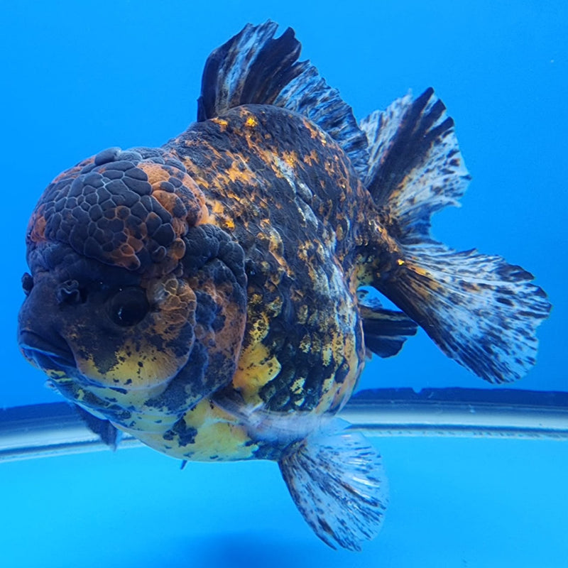 Thai Jumbo Red Tiger Calico Yuanbao Oranda by NK THAILAND 5" Body Male(NKT-JO2006)R1Tub1