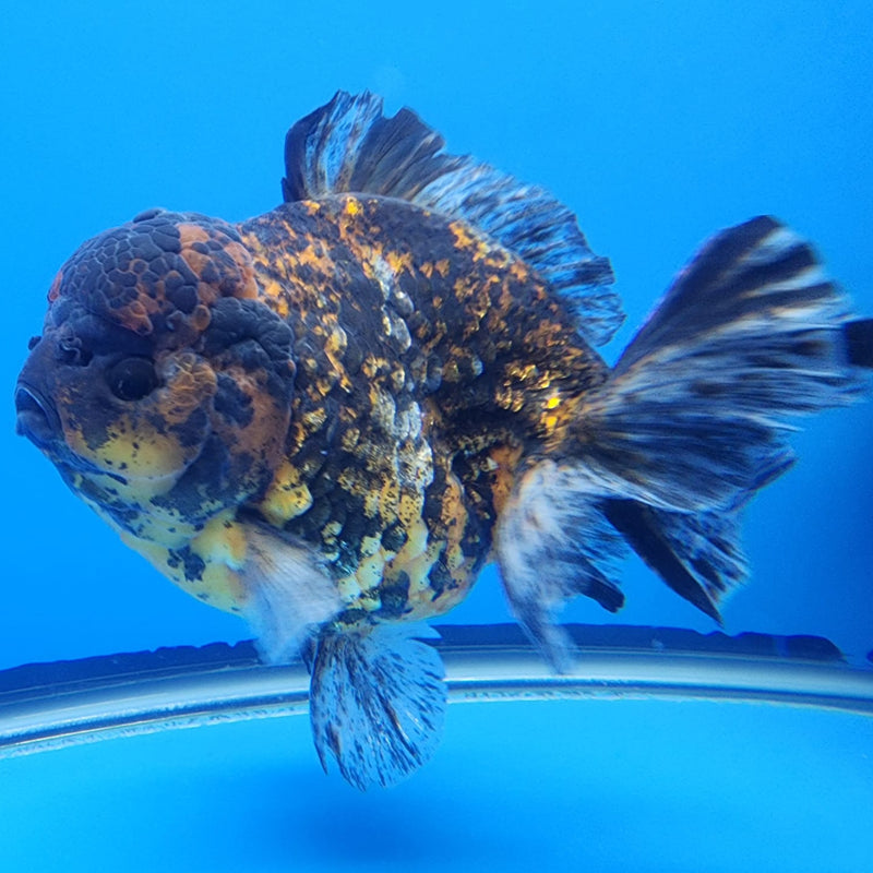 Thai Jumbo Red Tiger Calico Yuanbao Oranda by NK THAILAND 5" Body Male(NKT-JO2006)R1Tub1
