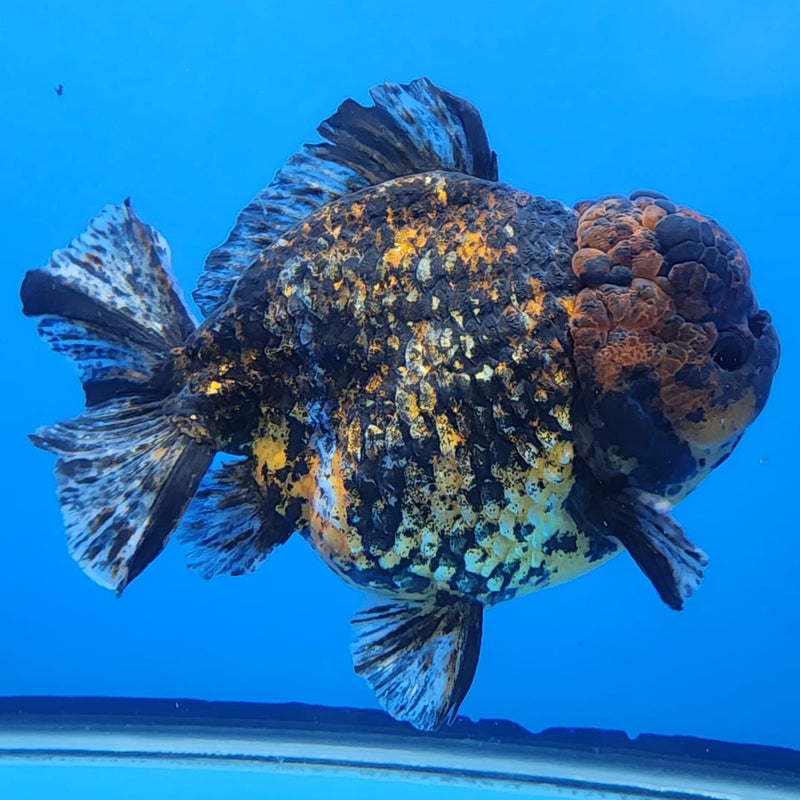 Thai Jumbo Red Tiger Calico Yuanbao Oranda by NK THAILAND 5" Body Male(NKT-JO2006)R1Tub1