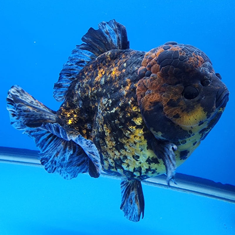 Thai Jumbo Red Tiger Calico Yuanbao Oranda by NK THAILAND 5" Body Male(NKT-JO2006)R1Tub1