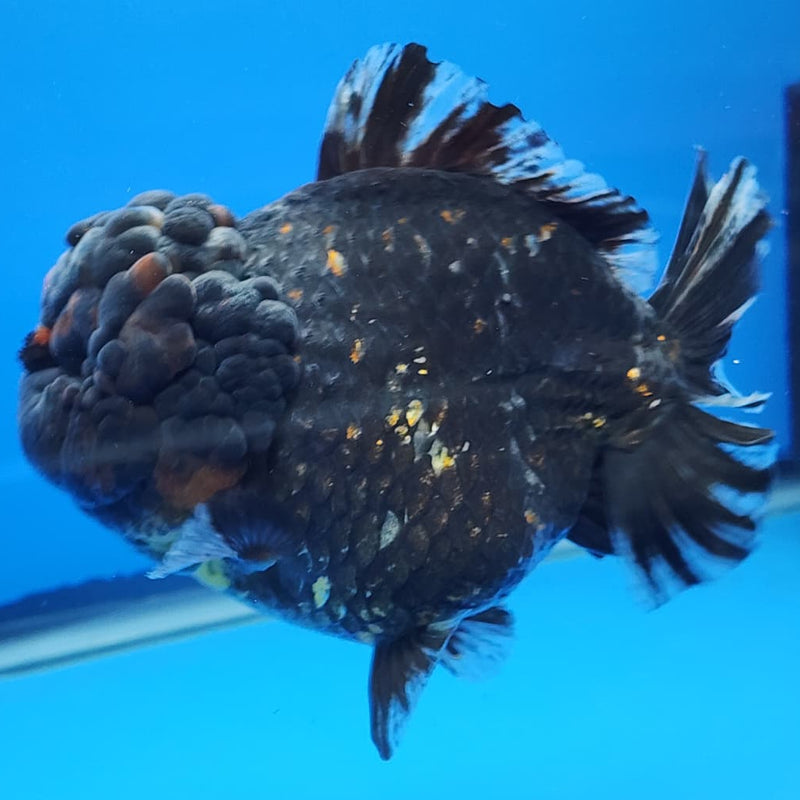 Thai Jumbo Red Tiger Calico Yuanbao Oranda by NK THAILAND 5" Body Female (NKT-JO2005)R1Tub1