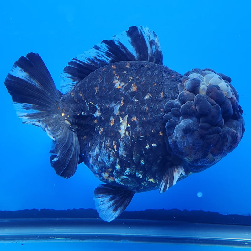 Thai Jumbo Red Tiger Calico Yuanbao Oranda by NK THAILAND 5" Body Female (NKT-JO2005)R1Tub1