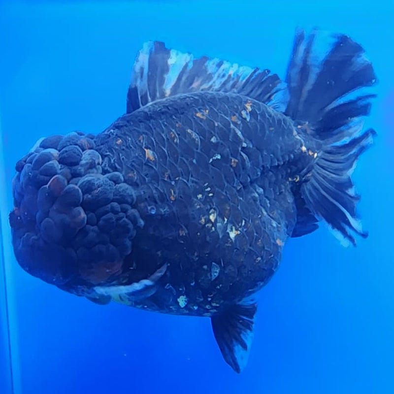 Thai Jumbo Red Tiger Calico Yuanbao Oranda by NK THAILAND 5" Body Female (NKT-JO2005)R1Tub1