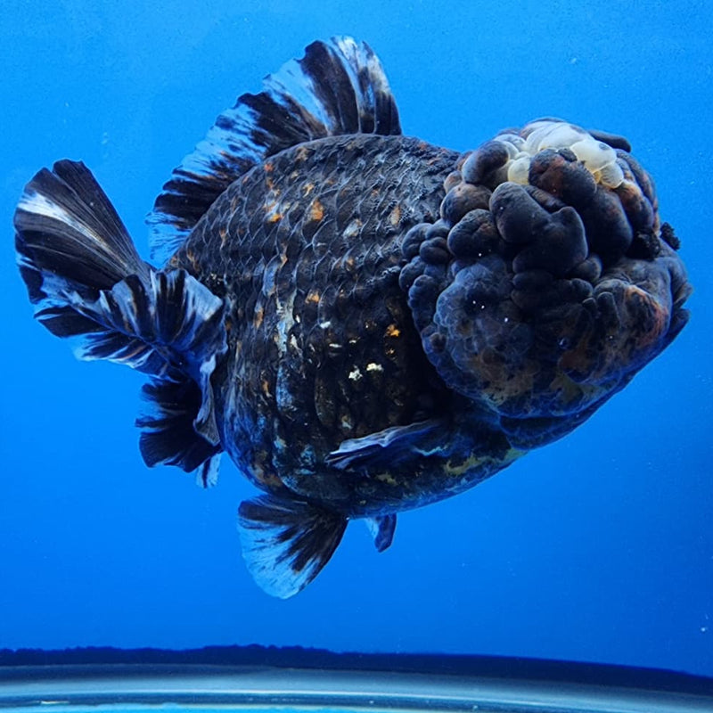 Thai Jumbo Red Tiger Calico Yuanbao Oranda by NK THAILAND 5" Body Female (NKT-JO2005)R1Tub1